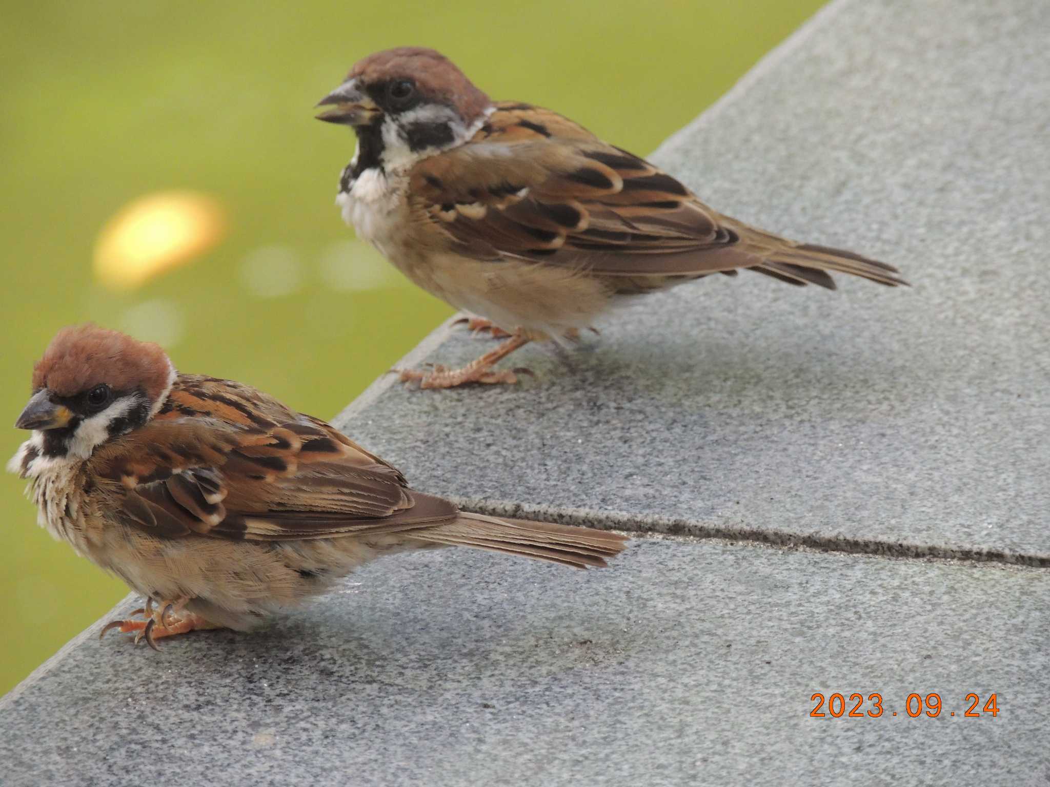 仙台堀川公園(江東区) スズメの写真