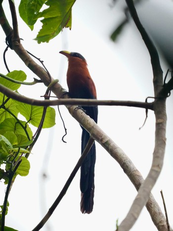 Yellow-billed Malkoha Tangkoko NR(Indonesia Sulawesi Island) Fri, 9/15/2023