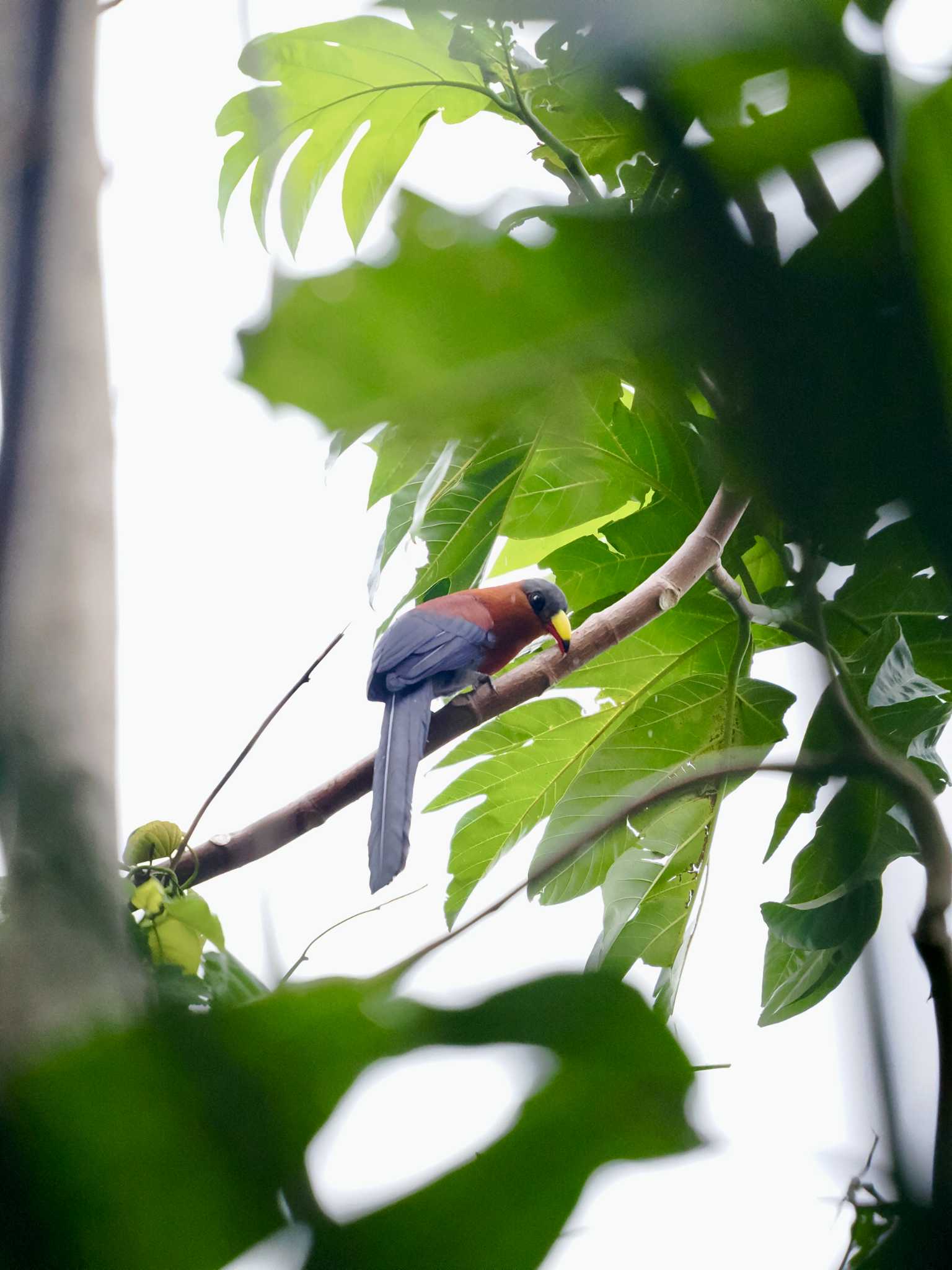 Photo of Yellow-billed Malkoha at Tangkoko NR(Indonesia Sulawesi Island) by okamooo