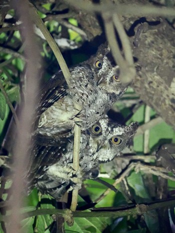 Sulawesi Scops Owl Tangkoko NR(Indonesia Sulawesi Island) Fri, 9/15/2023