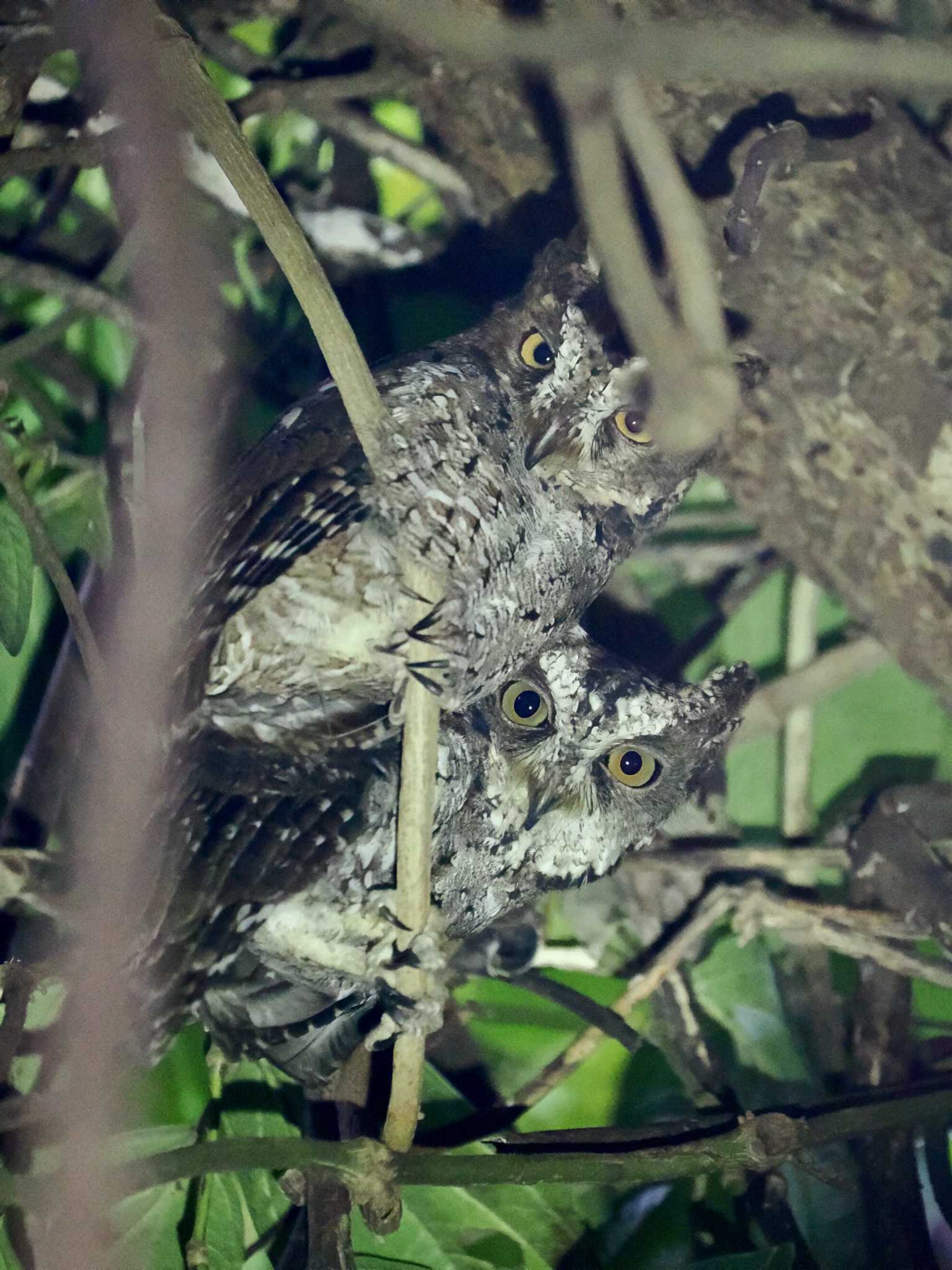 Photo of Sulawesi Scops Owl at Tangkoko NR(Indonesia Sulawesi Island) by okamooo