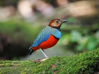 2023年9月16日(土) トモホンの野鳥観察記録