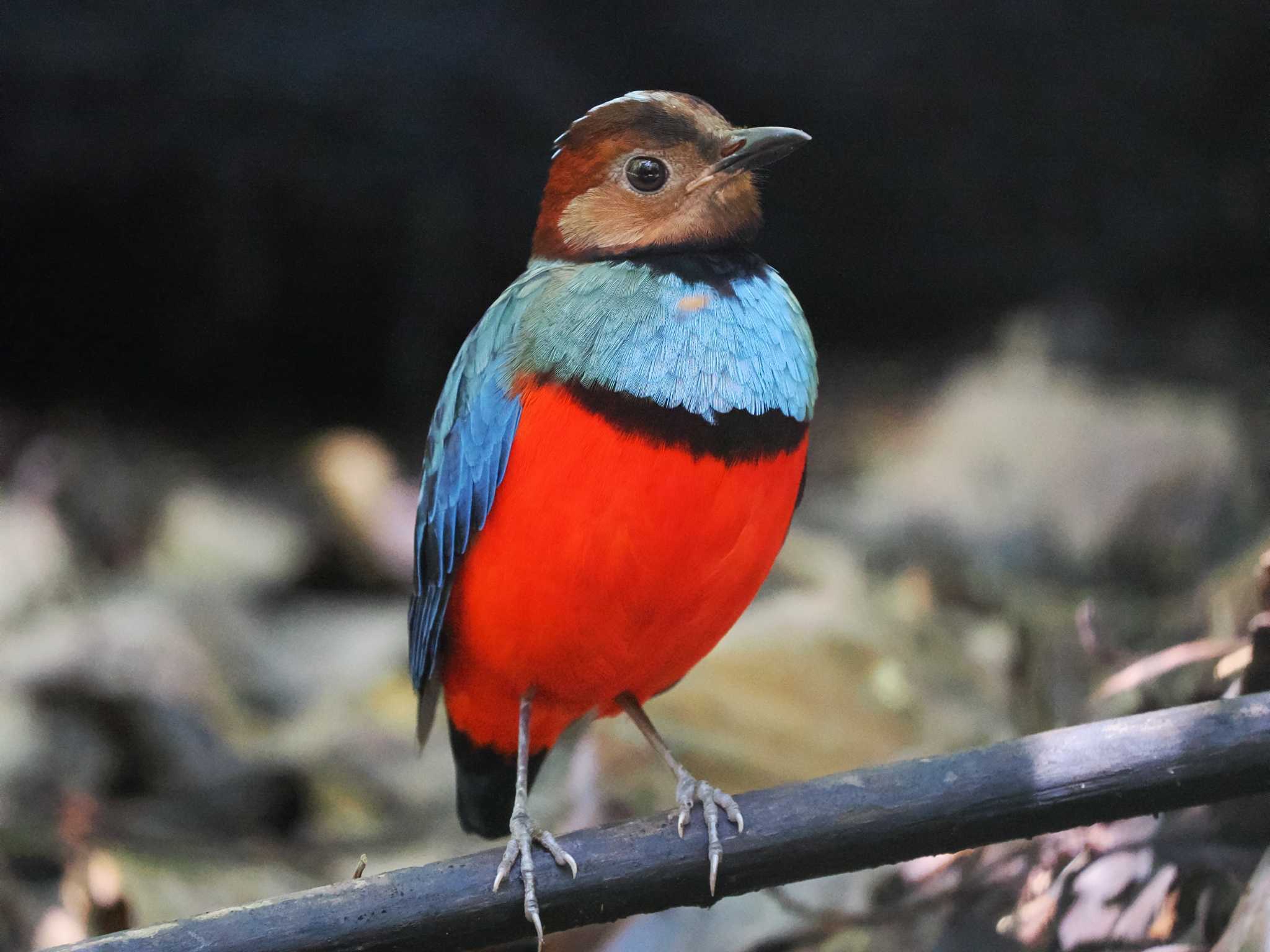 トモホン Sulawesi Pittaの写真 by okamooo