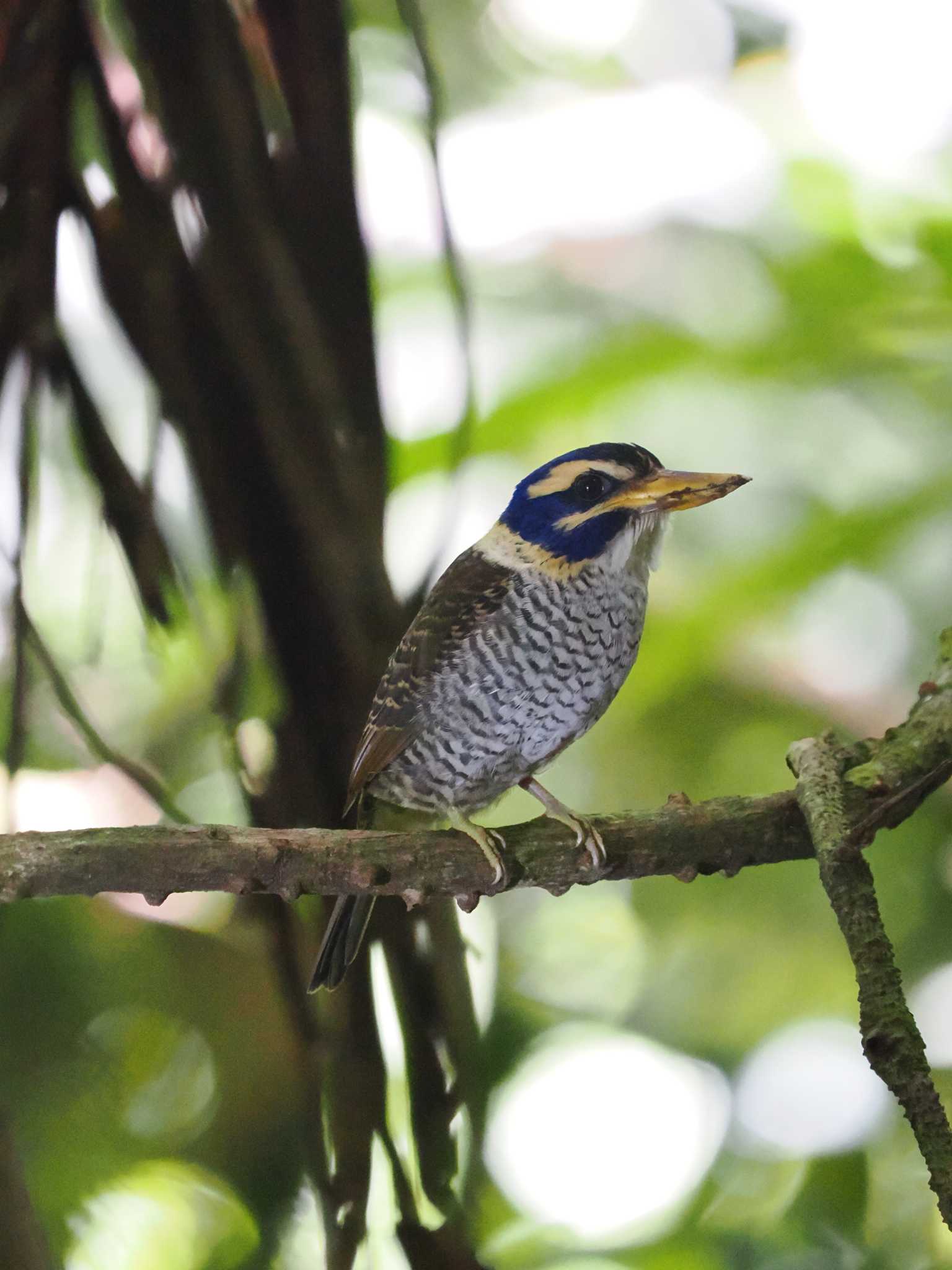 Photo of Scaly-breasted Kingfisher at トモホン by okamooo