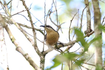 Victoria's Riflebird