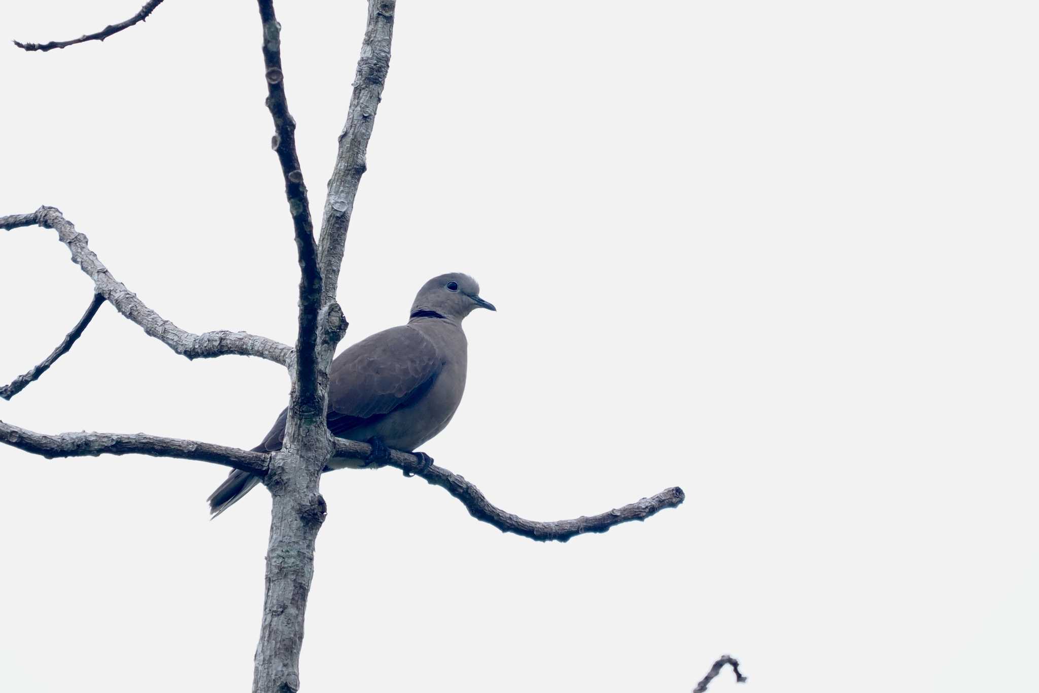 Photo of Eurasian Collared Dove at tambun by okamooo