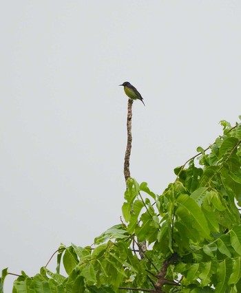 Brown-throated Sunbird tambun Sun, 9/17/2023