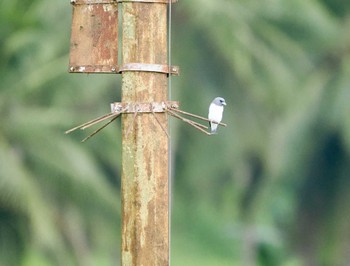 White-breasted Woodswallow tambun Sun, 9/17/2023