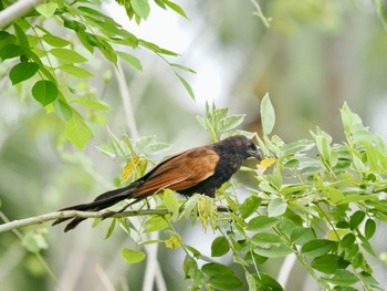 Lesser Coucal tambun Sun, 9/17/2023