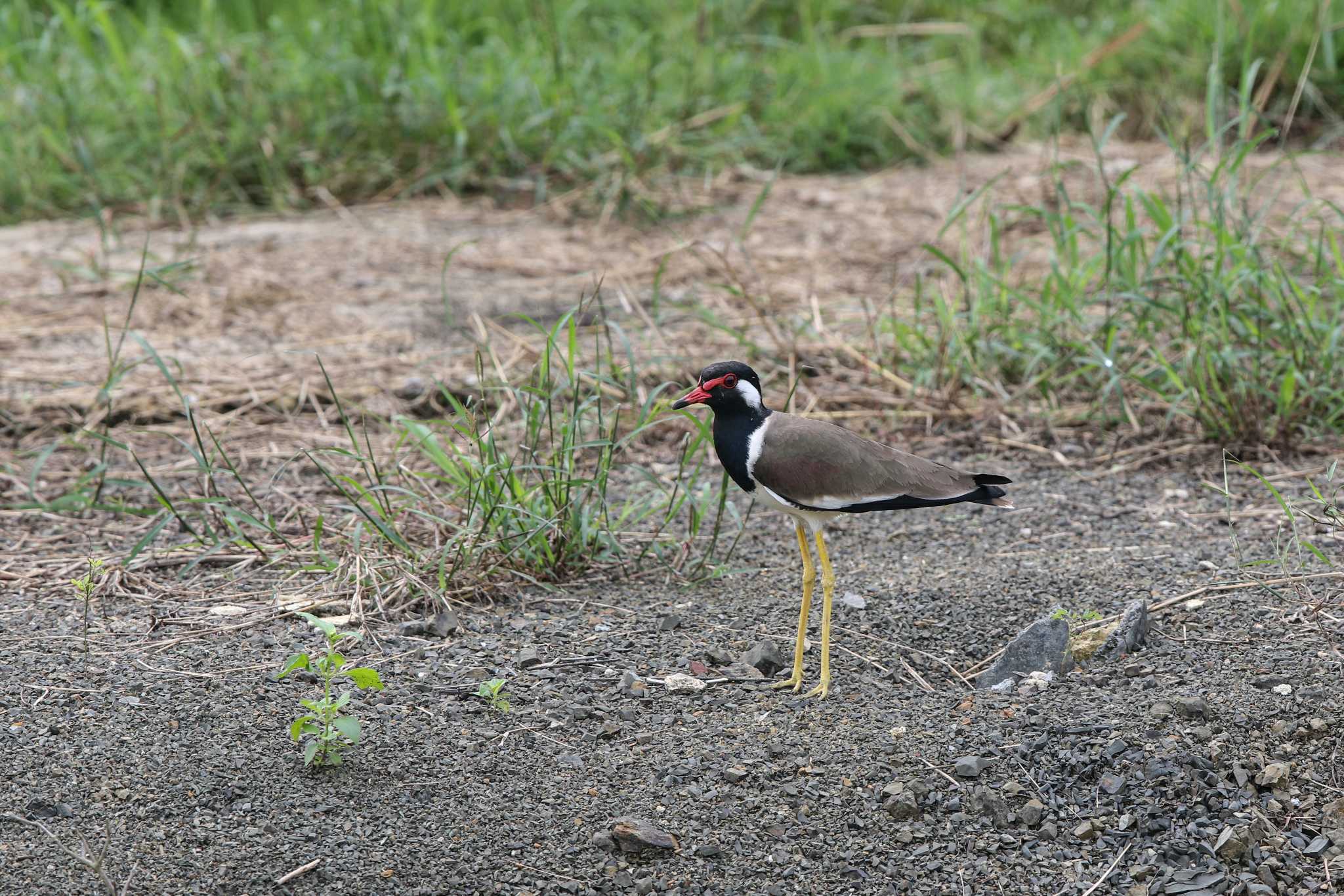 Photo of Red-wattled Lapwing at Kaeng Krachan National Park by Trio