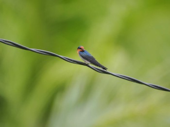 Pacific Swallow tambun Sun, 9/17/2023