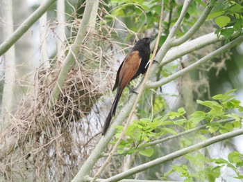 Lesser Coucal tambun Sun, 9/17/2023