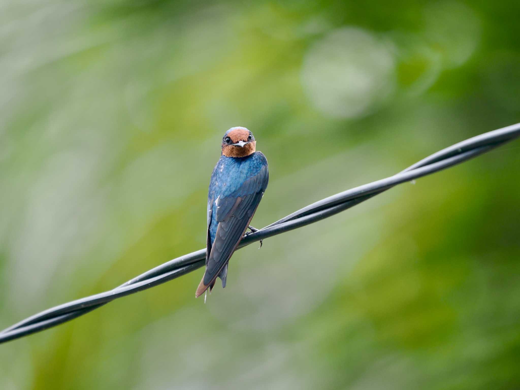 Photo of Pacific Swallow at tambun by okamooo