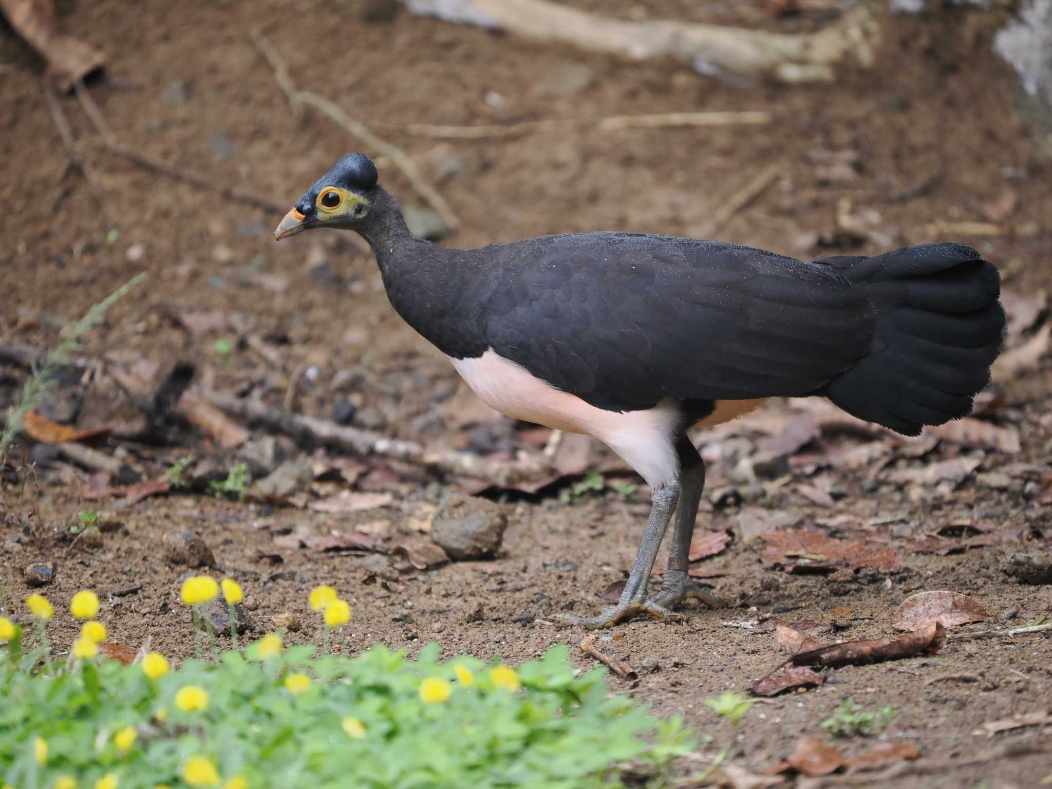 Photo of Maleo at tambun by okamooo