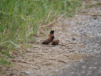 Chestnut Munia tambun Sun, 9/17/2023