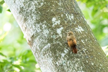 Tawny-winged Woodcreeper Muyil Ruins Wed, 1/10/2018