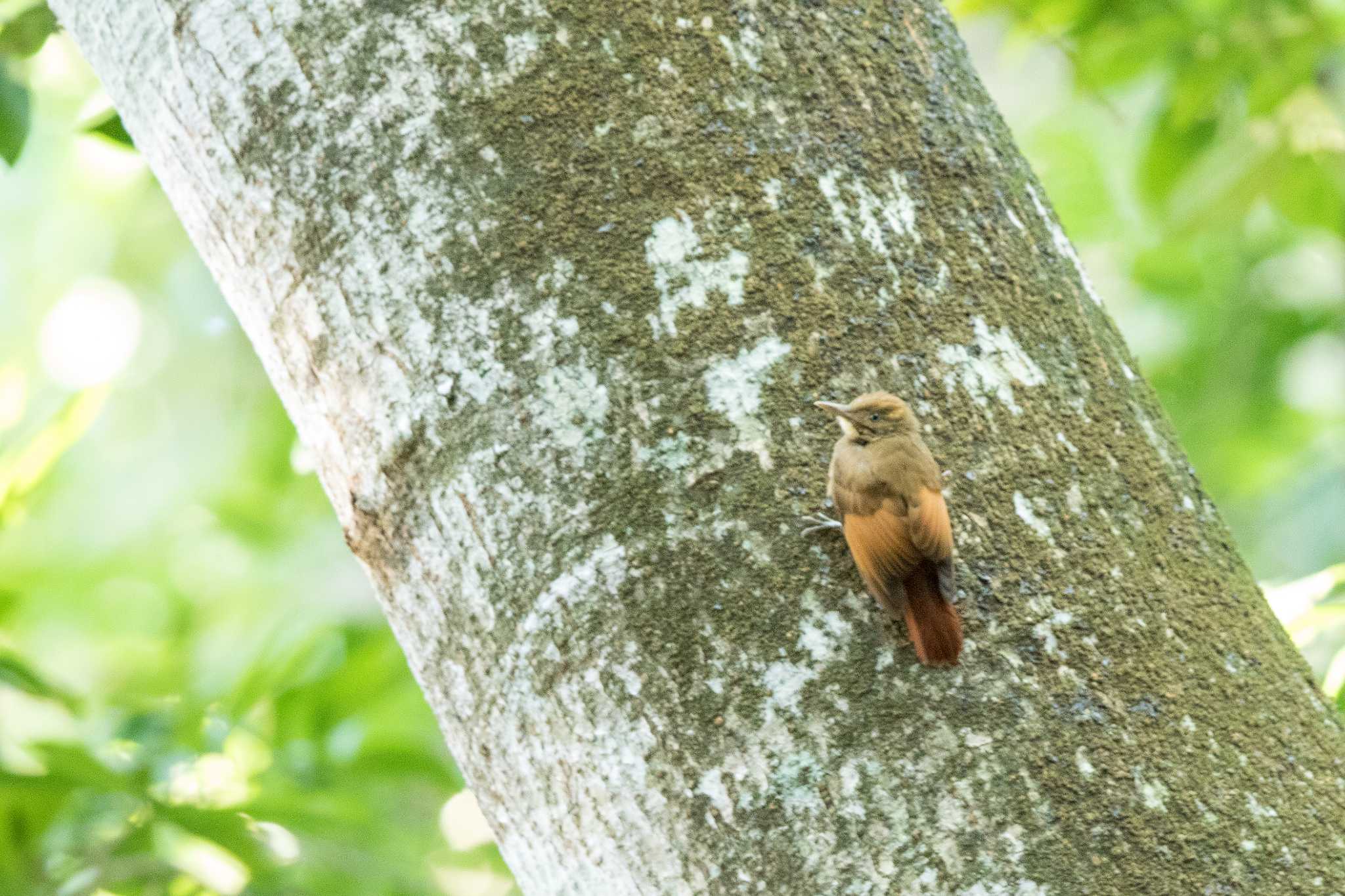 Photo of Tawny-winged Woodcreeper at Muyil Ruins by Trio