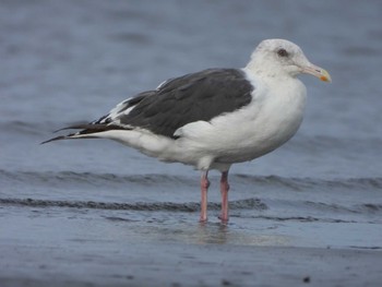 Slaty-backed Gull 千葉県 Sun, 9/24/2023