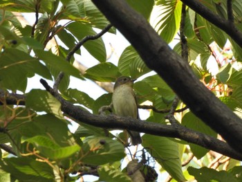 2023年9月24日(日) ＭＦの野鳥観察記録