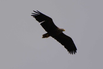 White-tailed Eagle Unknown Spots Sat, 9/16/2023