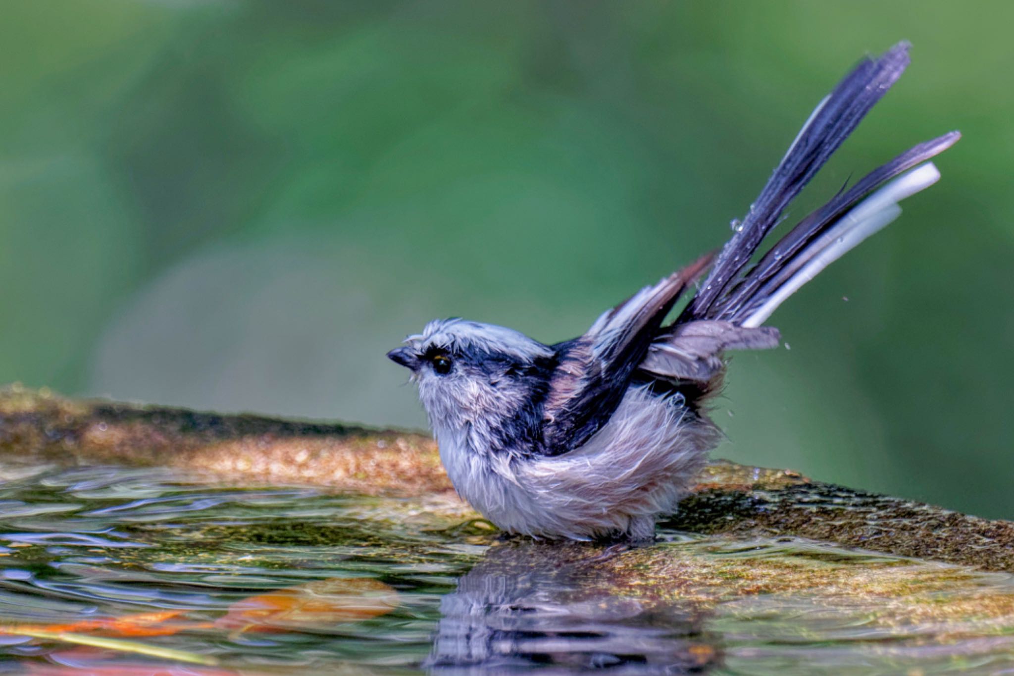 Long-tailed Tit