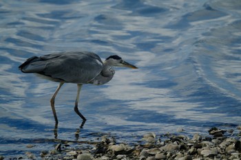 Grey Heron Yatsu-higata Sun, 9/24/2023