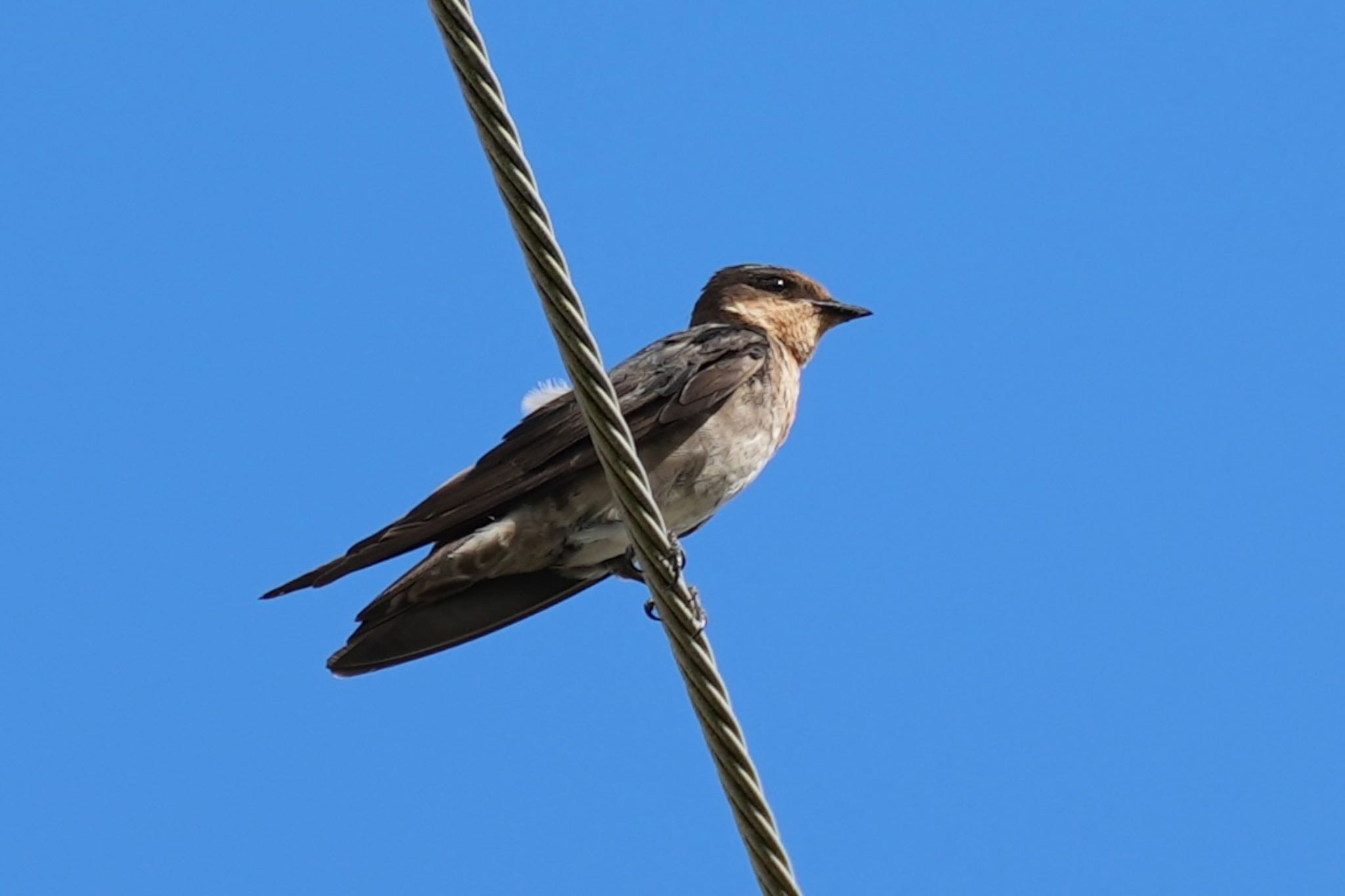 Photo of Pacific Swallow at Amami Island(General) by あらどん