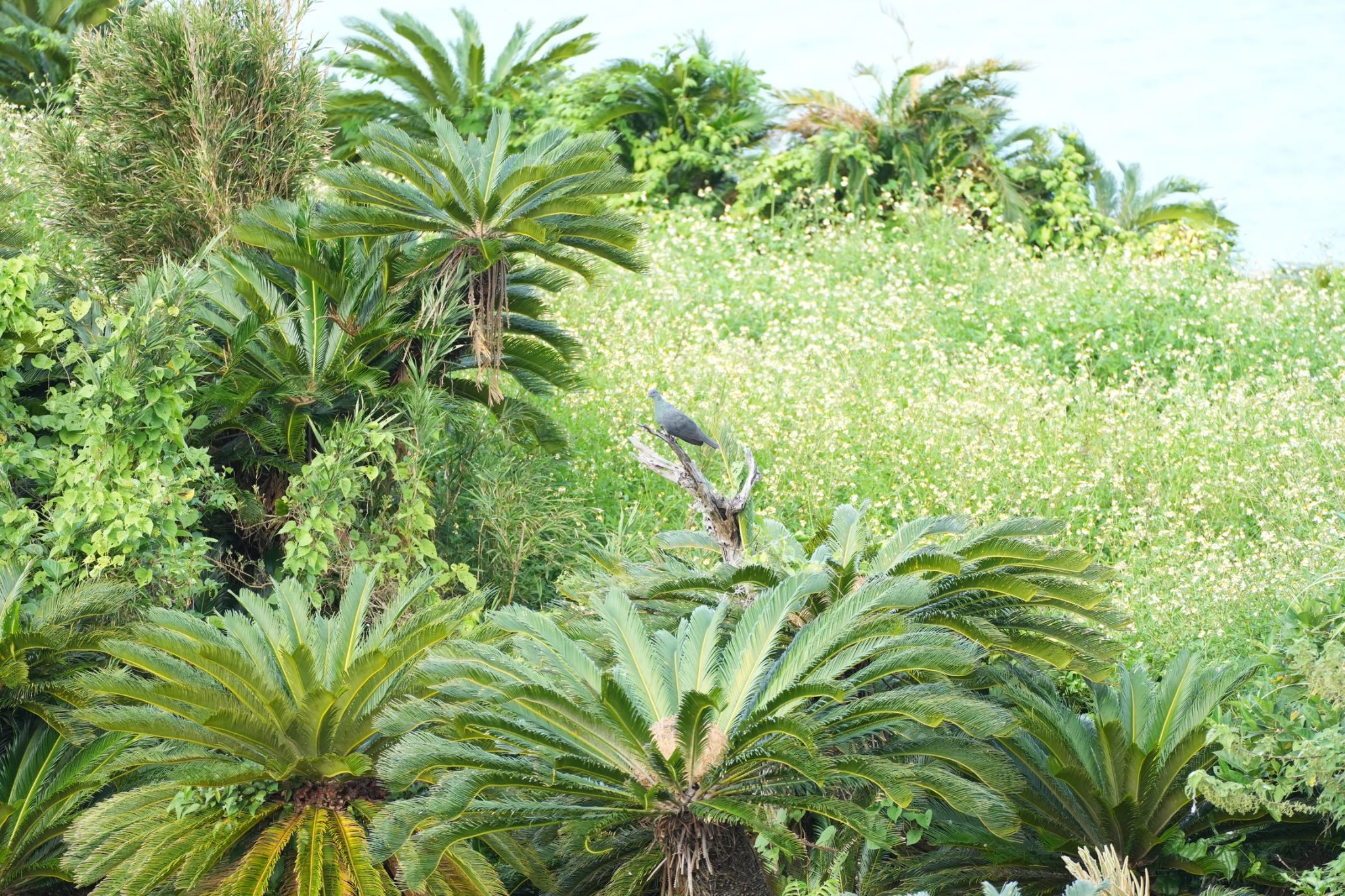 Black Wood Pigeon