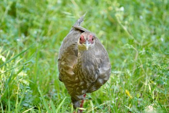 Silver Pheasant 東京 Wed, 5/10/2023