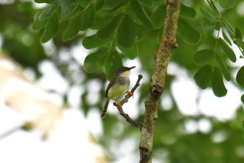 Grey-breasted Prinia