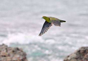 Sun, 9/24/2023 Birding report at Terugasaki Beach