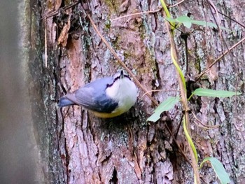 ゴジュウカラ 創造の森(山梨県) 2023年9月24日(日)