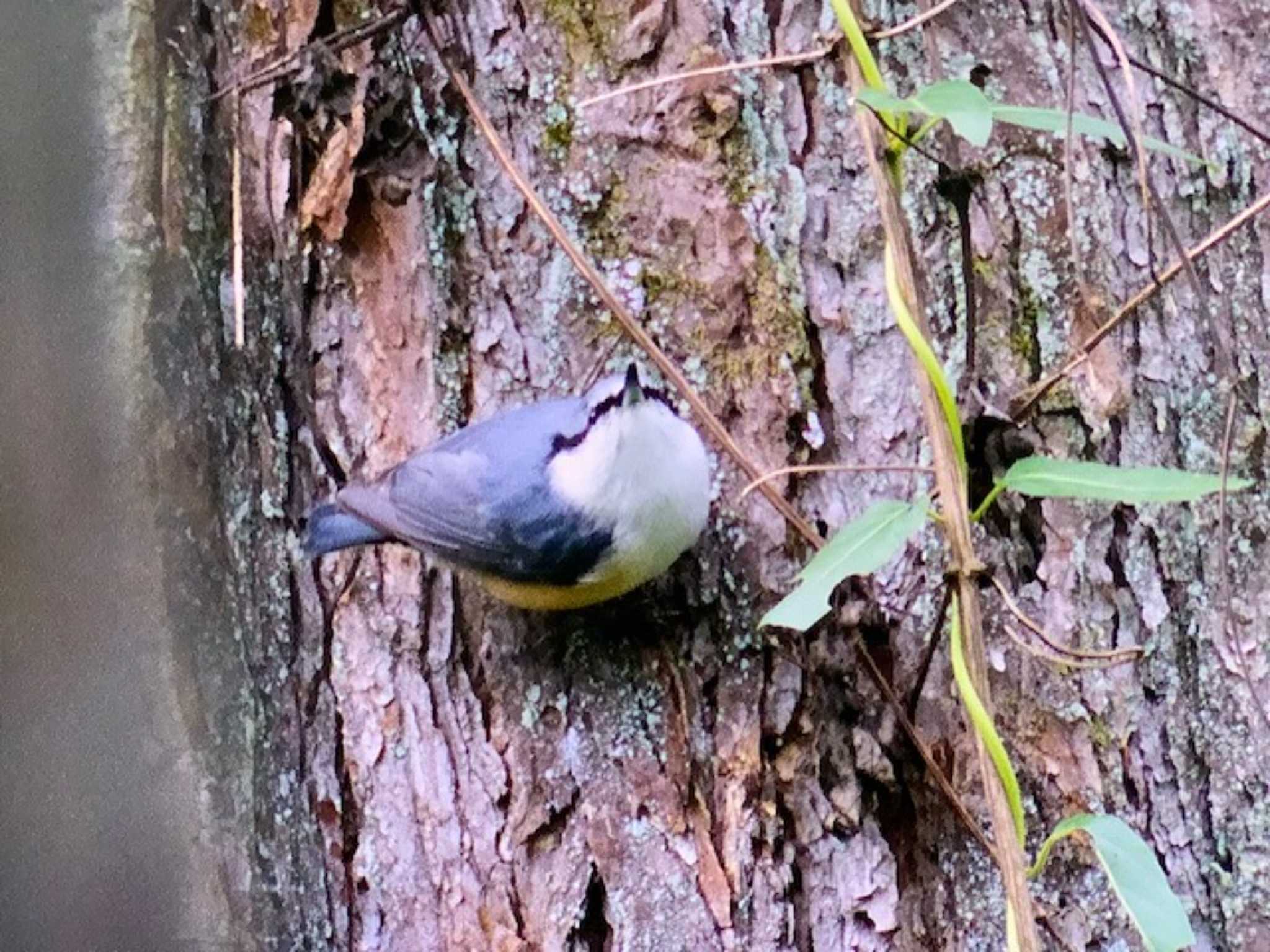 Photo of Eurasian Nuthatch at 創造の森(山梨県) by ゆるゆるとりみんgoo