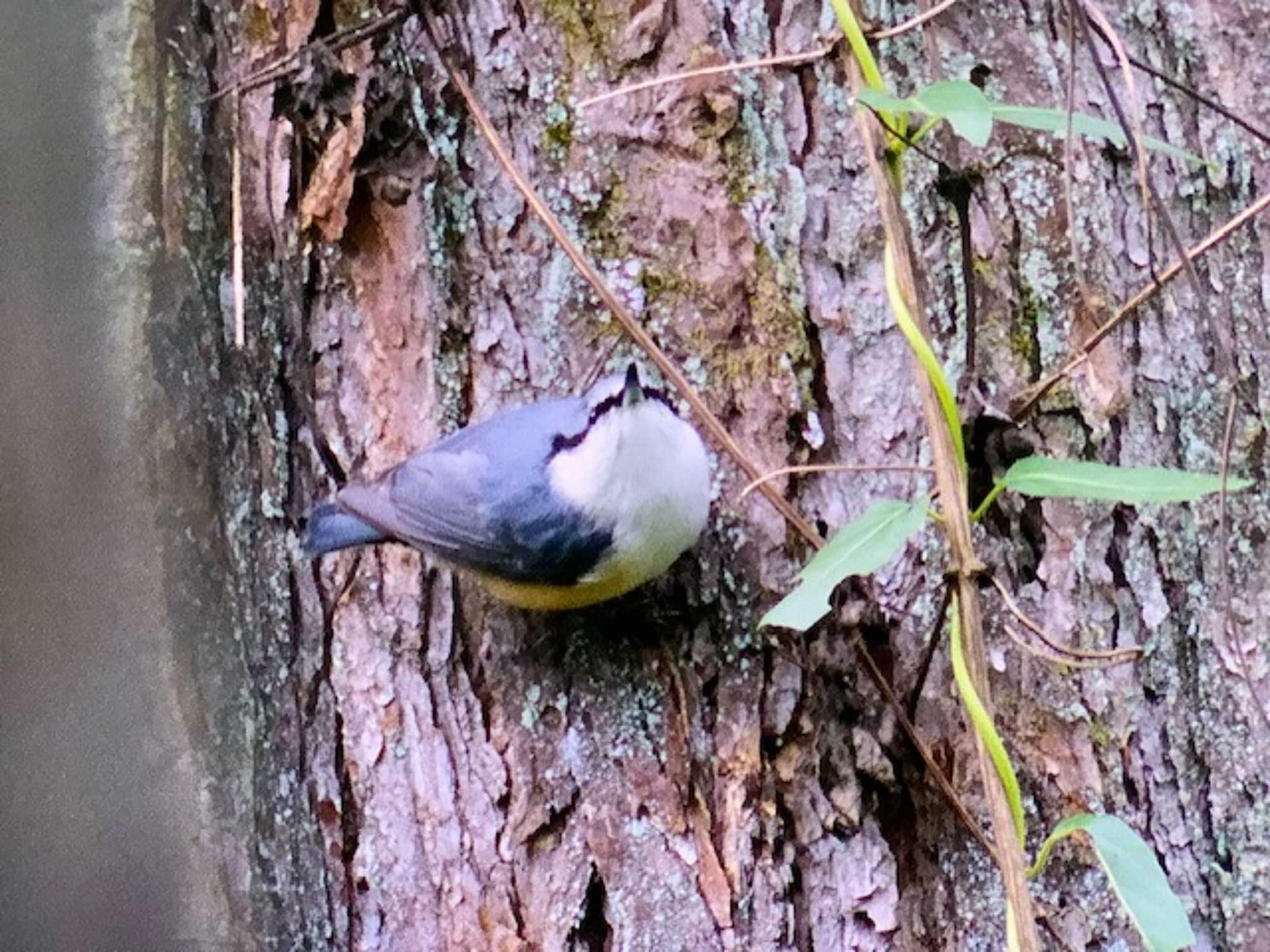 創造の森(山梨県) ゴジュウカラの写真 by ゆるゆるとりみんgoo