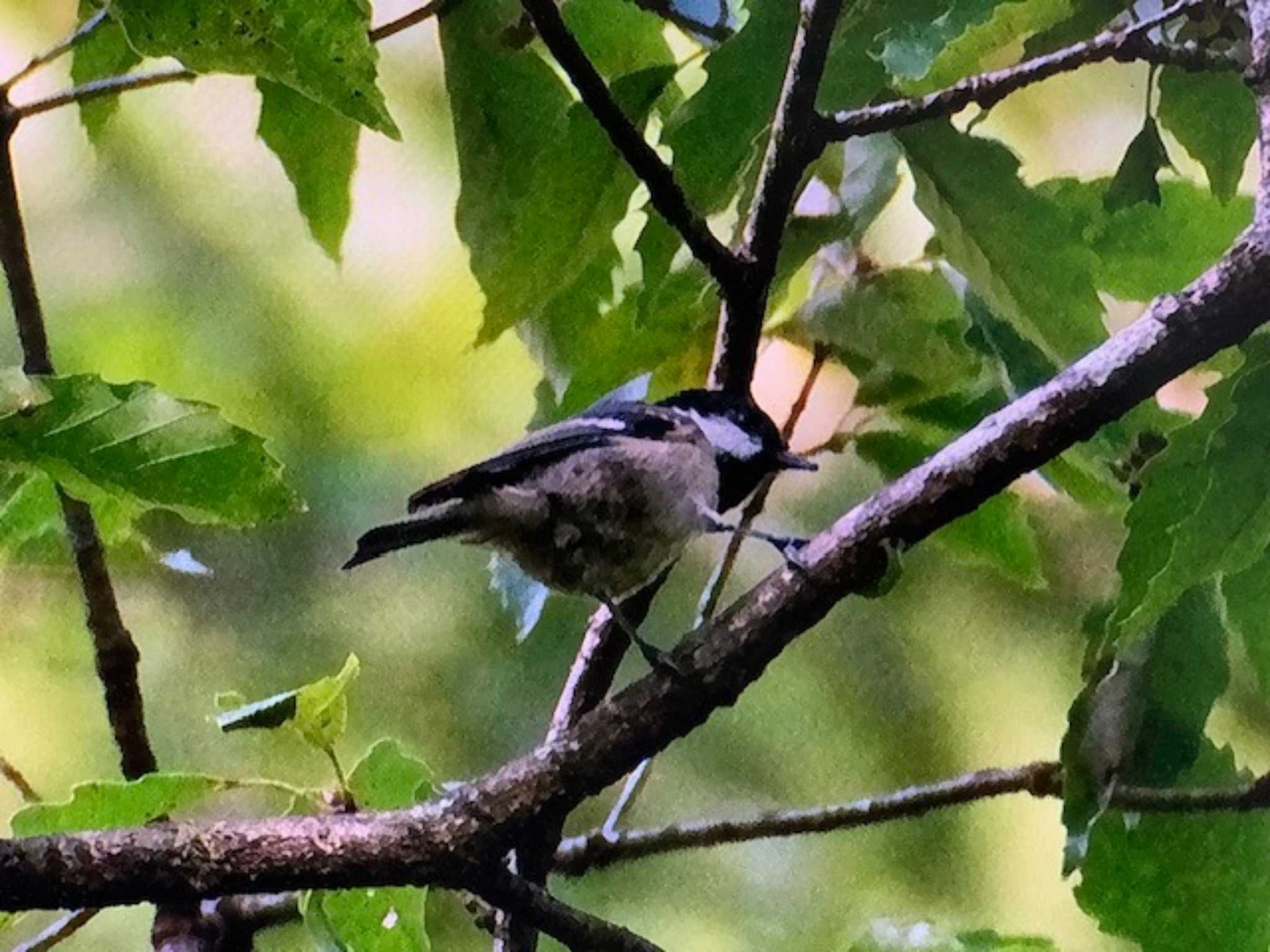 Photo of Coal Tit at 創造の森(山梨県) by ゆるゆるとりみんgoo