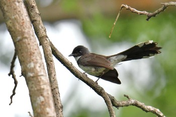 Malaysian Pied Fantail タイ Thu, 6/14/2018