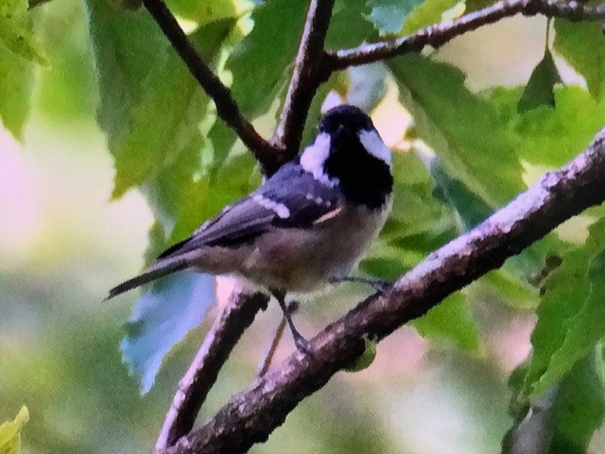 Coal Tit