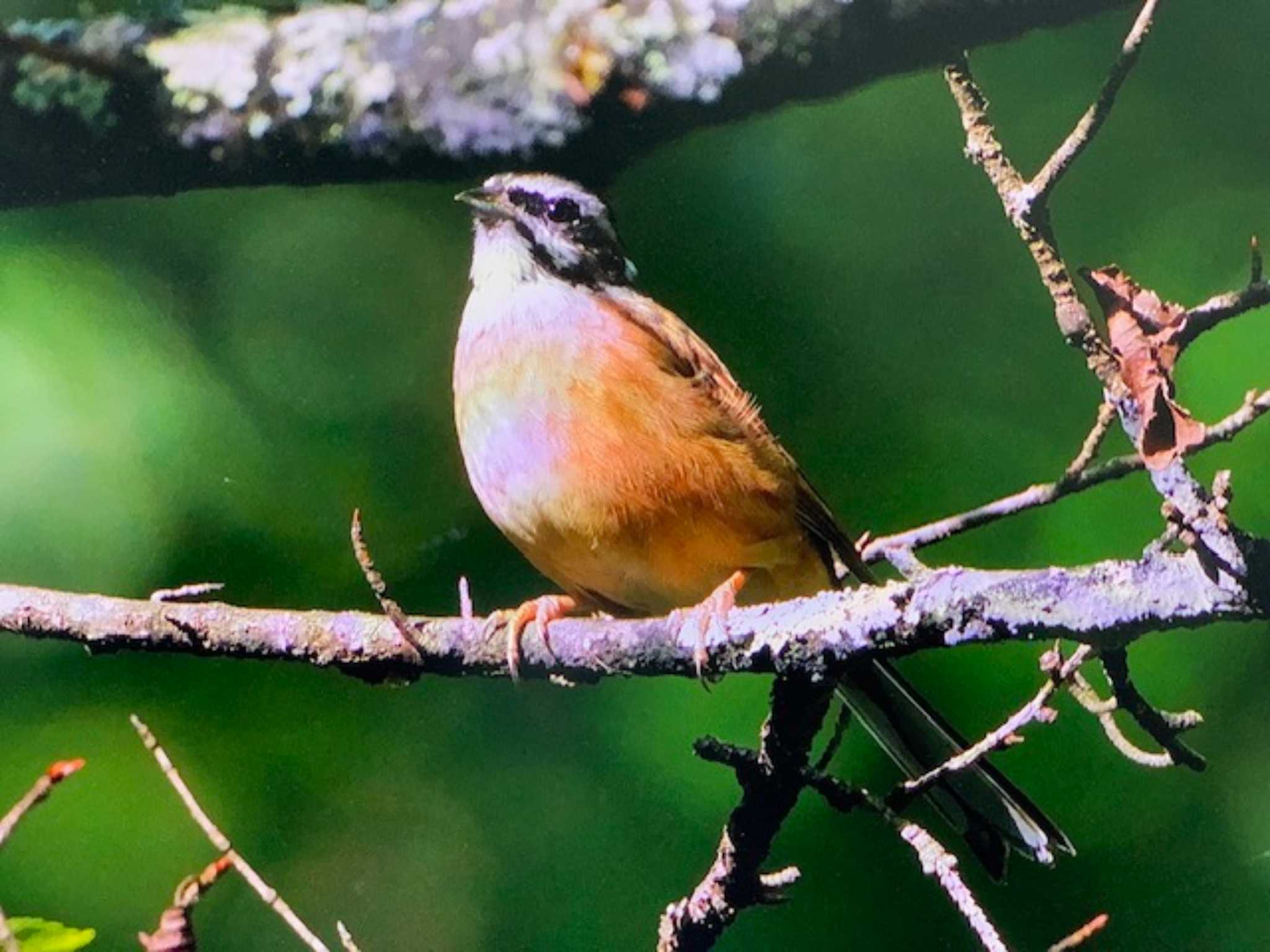 Photo of Meadow Bunting at 創造の森(山梨県) by ゆるゆるとりみんgoo