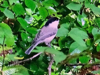 2023年9月24日(日) 創造の森(山梨県)の野鳥観察記録