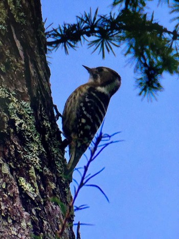 コゲラ 創造の森(山梨県) 2023年9月24日(日)