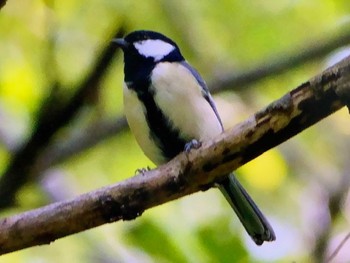 シジュウカラ 創造の森(山梨県) 2023年9月24日(日)