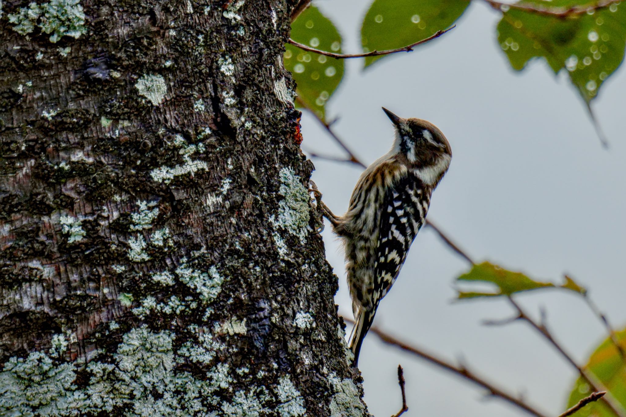 Japanese Pygmy Woodpecker