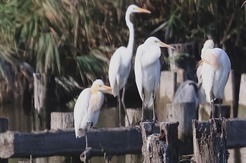 Eastern Cattle Egret Isanuma Mon, 9/18/2023