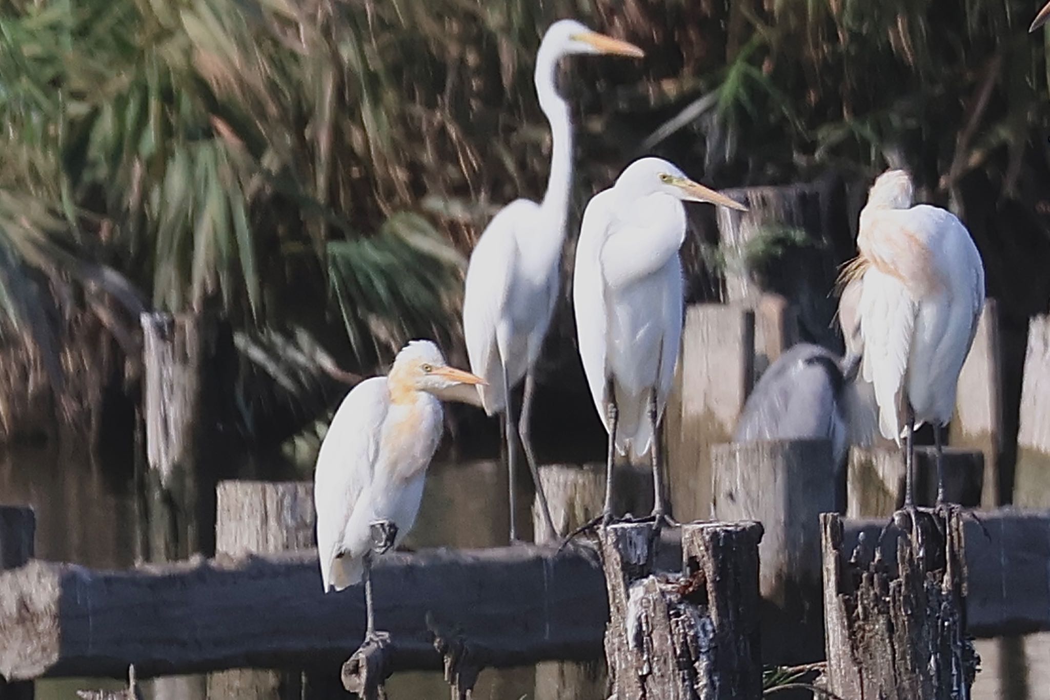 Eastern Cattle Egret