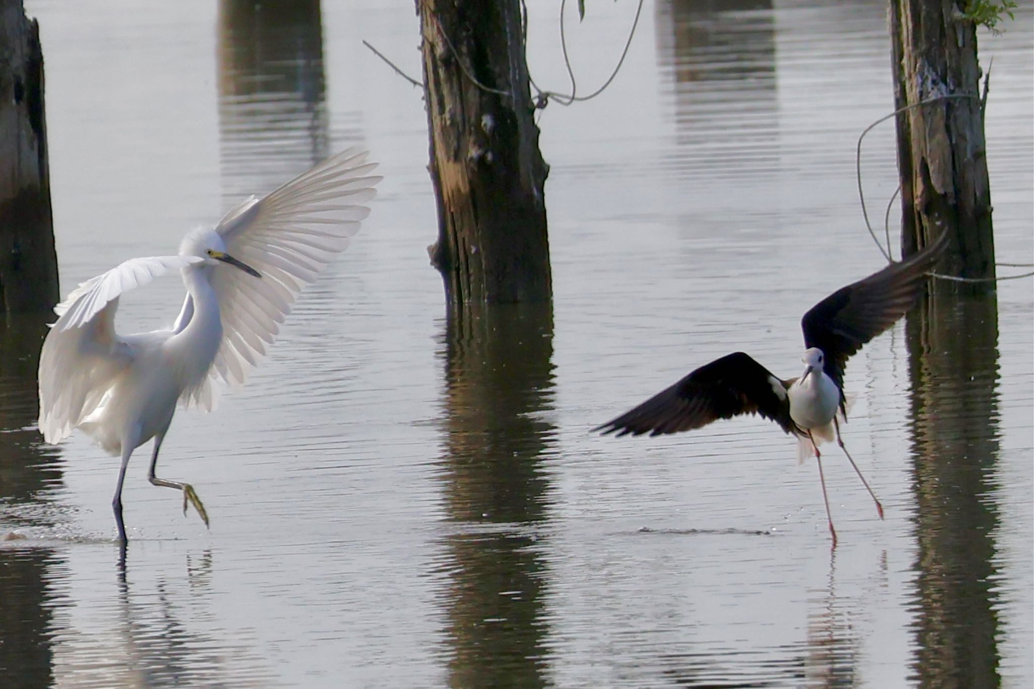 Little Egret