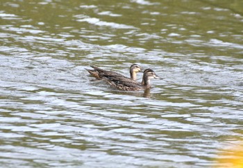 シマアジ 東京港野鳥公園 2023年9月24日(日)