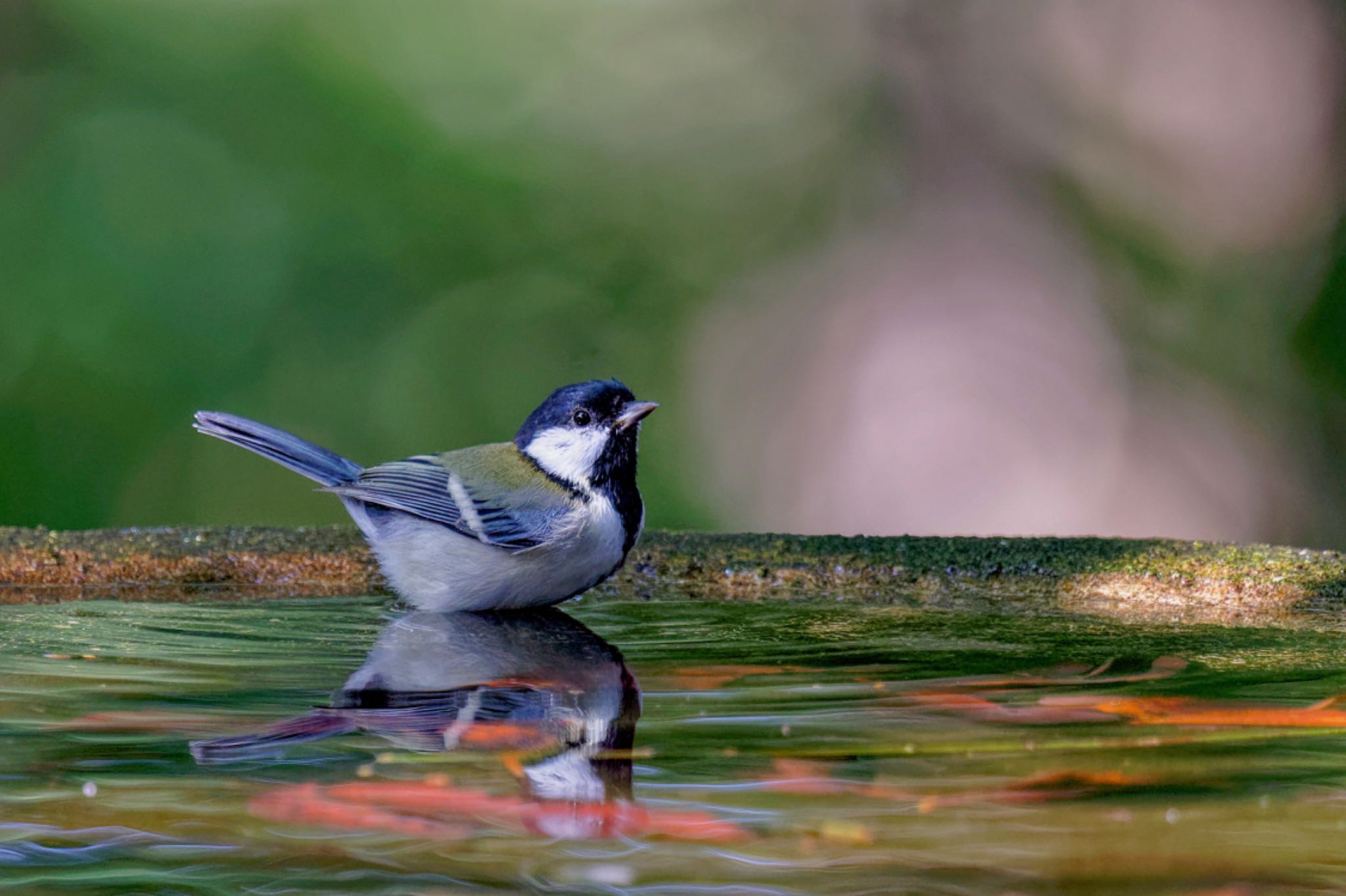 Japanese Tit