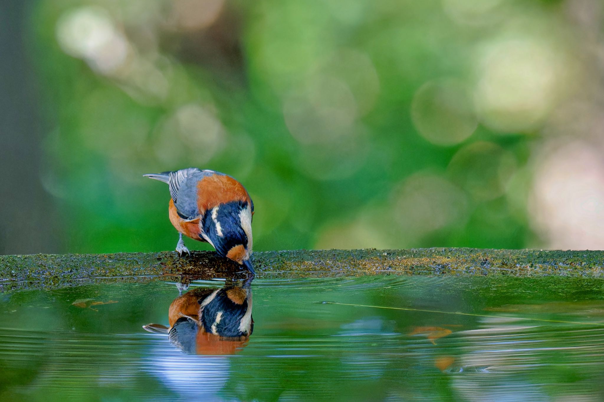 Varied Tit