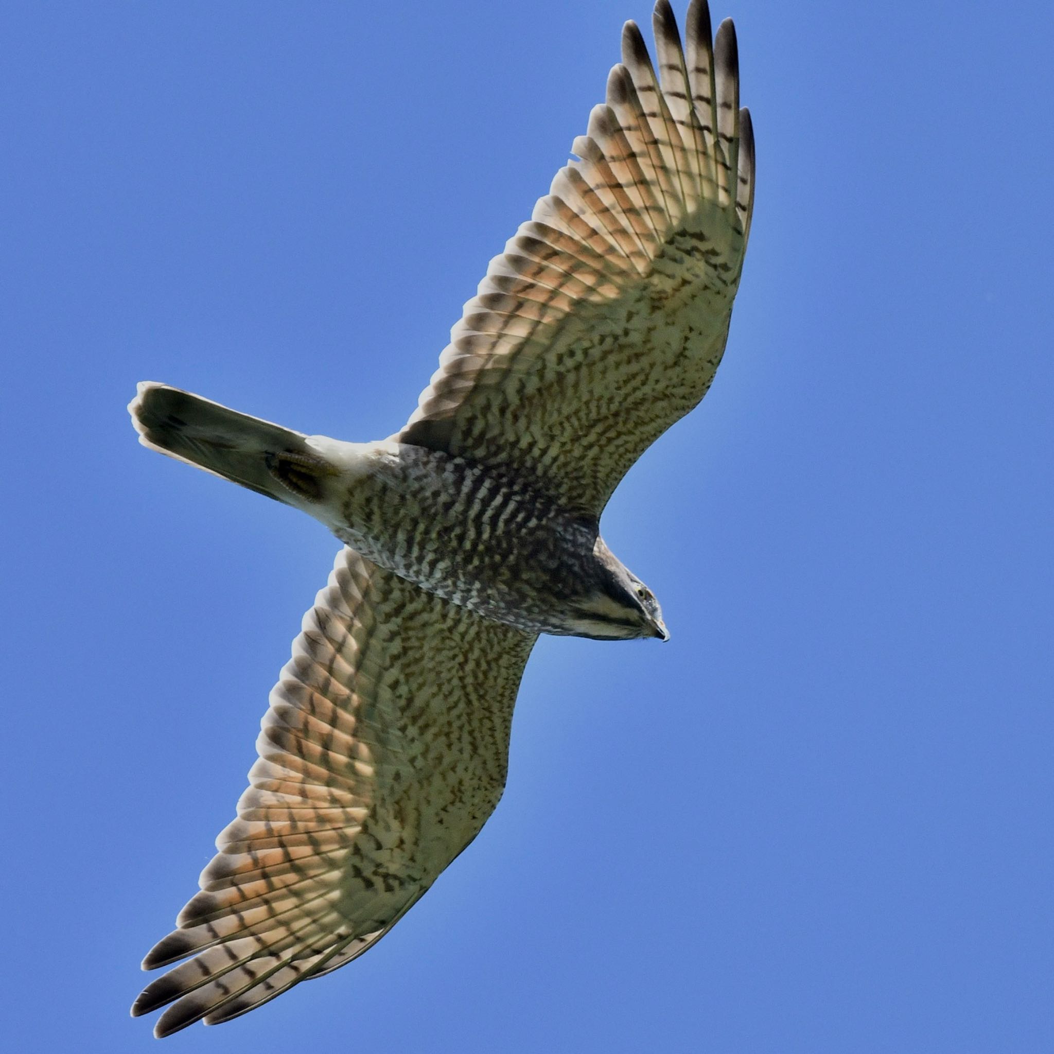 Photo of Grey-faced Buzzard at 油山市民の森 by にょろちょろ