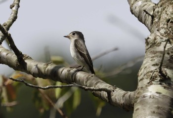 Asian Brown Flycatcher 和歌山市 Mon, 9/25/2023